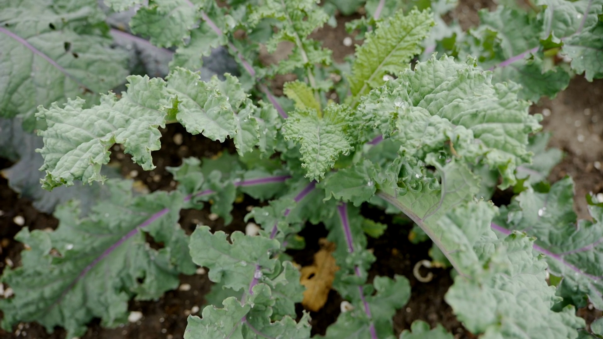 Get It Growing: Time to prepare fall seeds for greens 